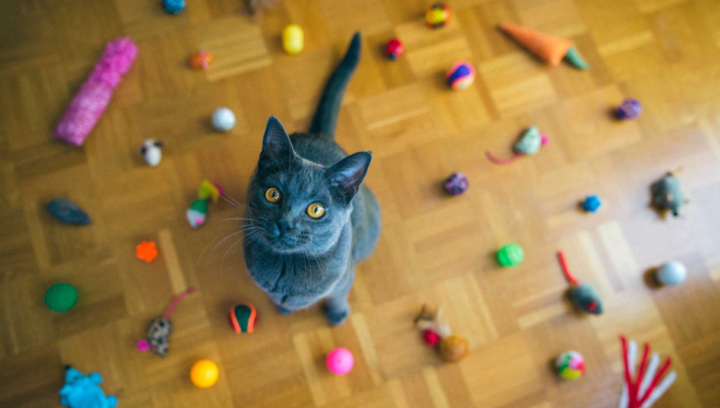 Juguetes para gatos